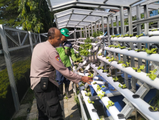 Bhabinkamtibmas Polsek Pabean Cantikan Laksanakan Asistensi dan Pembinaan Pekarangan Hidroponik di Tanjung Perak