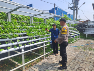 Bhabinkamtibmas Kelurahan Tanjung Perak Laksanakan Pembinaan Ketahanan Pangan di Lahan Hidroponik Petekkan