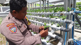 Bhabinkamtibmas Tanjung Perak Laksanakan Monitoring Program Ketahanan Pangan di Taman Hidroponik Petekan