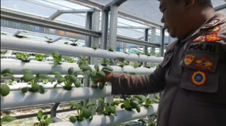 Bhabinkamtibmas Kelurahan Tanjung Perak Laksanakan Patroli Program Ketahanan Pangan di Taman Hidroponik Petekan