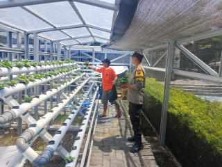 Bhabinkamtibmas Laksanakan Pembinaan Program Ketahanan Pangan di Taman Hidroponik Petekkan