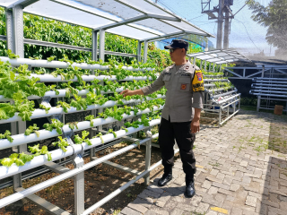 Bhabinkamtibmas Laksanakan Pembinaan Program Ketahanan Pangan di Taman Hidroponik Petekkan