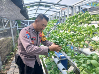 Bhabinkamtibmas Bongkaran Tinjau Program Ketahanan Pangan di Taman Hidroponik Petekkan
