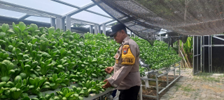 Pemantauan Program Ketahanan Pangan oleh Bhabinkamtibmas Krembangan Utara di Taman Hydroponik Petekkan