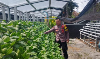 Bhabinkamtibmas Kelurahan Bongkaran Cek Program Ketahanan Pangan di Taman Hidroponik Petekkan