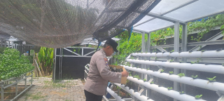 Bhabinkamtibmas Krembangan Utara cek dan ricek Program Ketahanan Pangan di Taman Hidroponik Petekkan