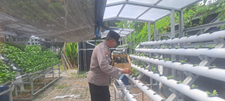 Bhabinkamtibmas Krembangan Utara Lakukan Cek dan Ricek Program Ketahanan Pangan di Taman Hidroponik Petekkan