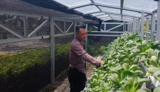 Bhabinkamtibmas Dampingi Pembinaan Pekarangan Hidroponik Petekkan Dukung Ketahanan Pangan Warga
