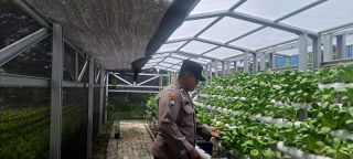 Bhabinkamtibmas Krembangan Utara Cek Program Ketahanan Pangan di Taman Hidroponik Petekkan