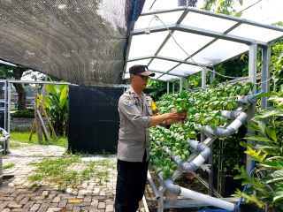 Bhabinkamtibmas Laksanakan Pembinaan Program Ketahanan Pangan Melalui Asistansi Pekarangan Hidroponik di Kelurahan Tanjung Perak