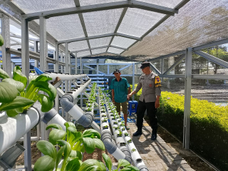 Bhabinkamtibmas Laksanakan Pembinaan Ketahanan Pangan Hidroponik Di Kalimas Baru