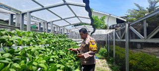 Bhabinkamtibmas Laksanakan Pembinaan Ketahanan Pangan Hidroponik Di Tanjung Perak