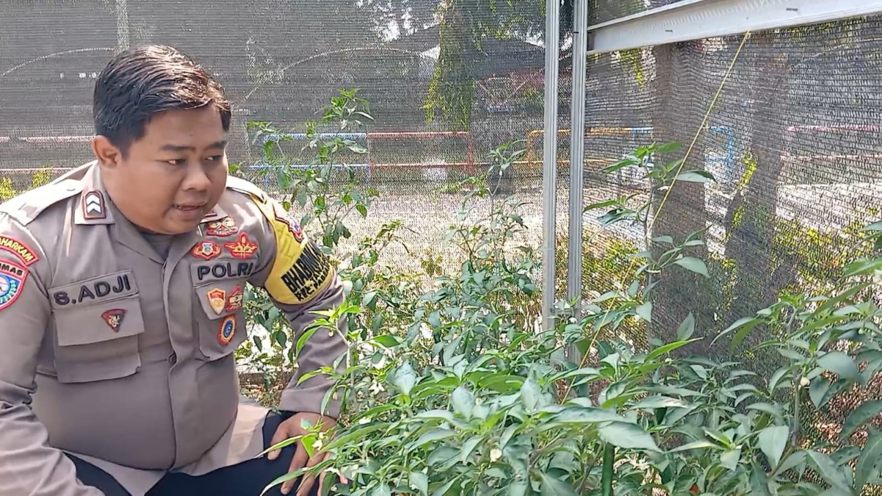 Bhabinkamtibmas Tanjung Perak Tinjau Program Ketahanan Pangan di Taman Hidroponik Petekan