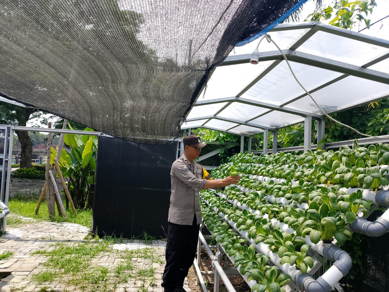 Bhabinkamtibmas Laksanakan Pembinaan Program Ketahanan Pangan Hidroponik di Taman Petekkan Riverside